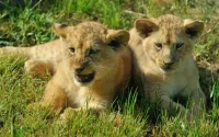 Cinq lionceaux de l'Atlas présentés au zoo de Rabat