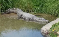 Deux crocodiles quittent Lyon pour Agadir