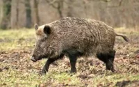 Maroc : une attaque de sanglier mortelle à Taroudant