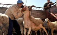 Annulation de l'Aïd al-Adha : les éleveurs marocains en colère