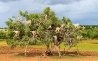 Une double menace pour l'arganier marocain