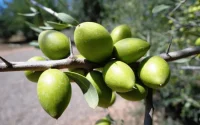 Le Maroc parie sur l'arganier