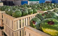 Maroc : les exportations de pastèques en chute libre