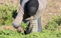 Maroc : la culture illégale du cannabis en recul de 85 % en vingt ans