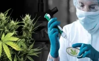 Le cannabis marocain intéresse les investisseurs israéliens