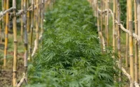 La culture du cannabis à usage médical, une réalité au Maroc