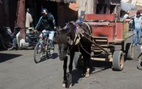 Le Maroc a du mal à se débarrasser de ses charrettes