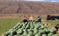 Maroc : des champs de pastèque détruits