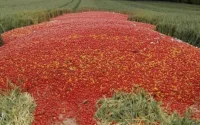 Des agriculteurs marocains détruisent leurs récoltes de légumes