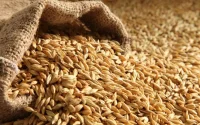 Le Maroc dispose d'un stock de blé suffisant malgré la guerre en Ukraine