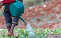 Le Maroc fait un important don d'engrais à Saint-Vincent-et-les Grenadines