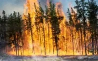 Maroc : enquête sur les nouveaux feux de forêt dans le Nord