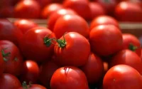 Maroc : appel pressant des exportateurs de légumes