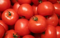 Maroc : boom des exportations de tomates et fruits et légumes