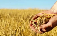 Maroc : le coût des importations de produits énergétiques et de blé explose