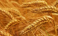 Le Maroc augmente ses importations de blé français