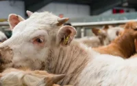 Bovins importés : des entreprises marocaines flouées par un fournisseur français ?