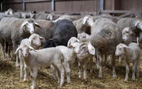 Les Marocains vont manger de la viande australienne