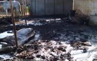 Maroc : la mort de 158 chevaux saisis soulève l'indignation