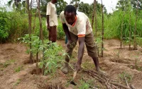Le Maroc fait un important don d'engrais au Sénégal