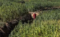L'or vert qui peut rapporter des milliards au Maroc