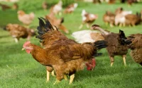 Prix du poulet : les Marocains en colère