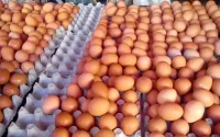 L'oeuf deviendrait-il un luxe au Maroc ?