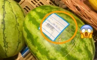Maroc : les pastèques vendues à prix d'or