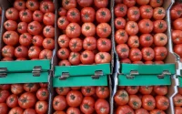 Maroc : les tomates, encore plus chères