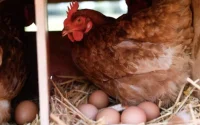 Maroc : une flambée inquiétante du prix de la volaille et des oeufs