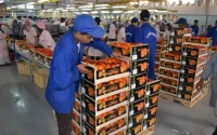 Maroc : record des exportations d'agrumes cette saison