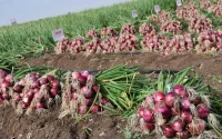 Face à l'inflation, le Maroc interdit certaines exportations