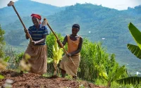 Le Maroc fait un important don d'engrais au Rwanda