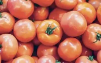 Le Maroc sanctionne la tomate égyptienne