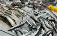 Au Maroc, le « poisson des pauvres » devient un luxe