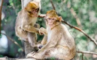 Maroc : des centaines de singes magots victimes des feux de forêt