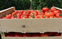 Le Maroc accusé de fraude à l'exportation de tomates produites au Sahara