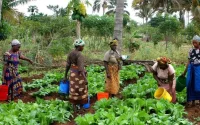 Le Maroc fournit 370 000 tonnes d'engrais à prix réduit aux pays africains