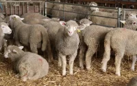 Maroc : des ventes clandestines de moutons malgré l'appel du roi Mohammed VI