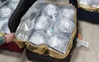 Espagne : un Marocain devra payer 7,2 millions d'euros pour trafic d'anguilles