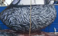 Des Marocains célèbrent la fin des accords de pêche avec l'Europe