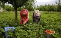 Les Marocains d'Espagne face à une vie de labeur et de précarité