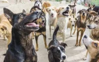 Marrakech veut se débarrasser de ses chiens errants