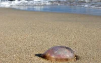 Assilah : les plages désertées et l'activité économique en berne