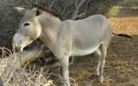 À Meknès, de la viande d'âne a-t-elle été discrètement écoulée ?