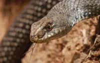 Maroc : alerte aux morsures de serpents