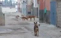 Maroc : un chien enragé tue deux enfants à Kénitra