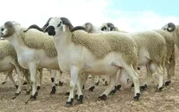 Aïd al-Adha : des moutons engraissés avec de la fiente de volaille