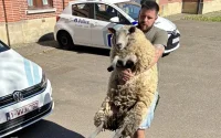 Aïd al-Adha 2025 : deux moutons "sauvés" à Bruxelles par la police