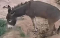 Maroc : Deux mois de prison pour avoir coupé les pattes d'un animal